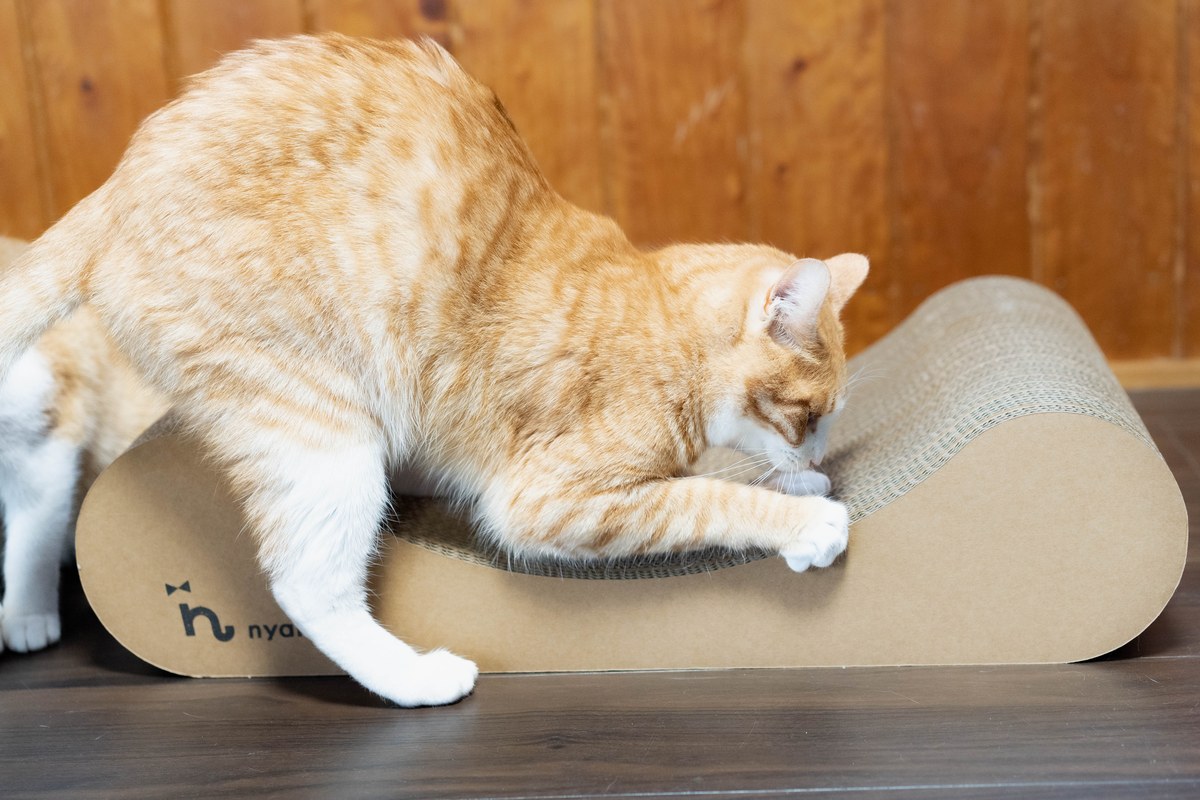 猫の爪切りをしないとどうなる？ 放置リスクと年齢別ケアの目安