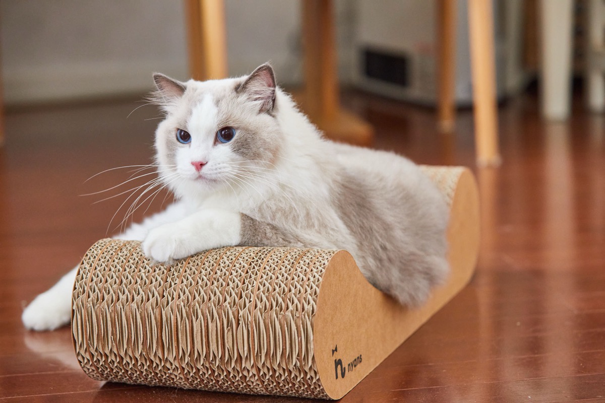 猫が爪とぎを使わないのは「場所」のせい？行動学から導く配置の考え方