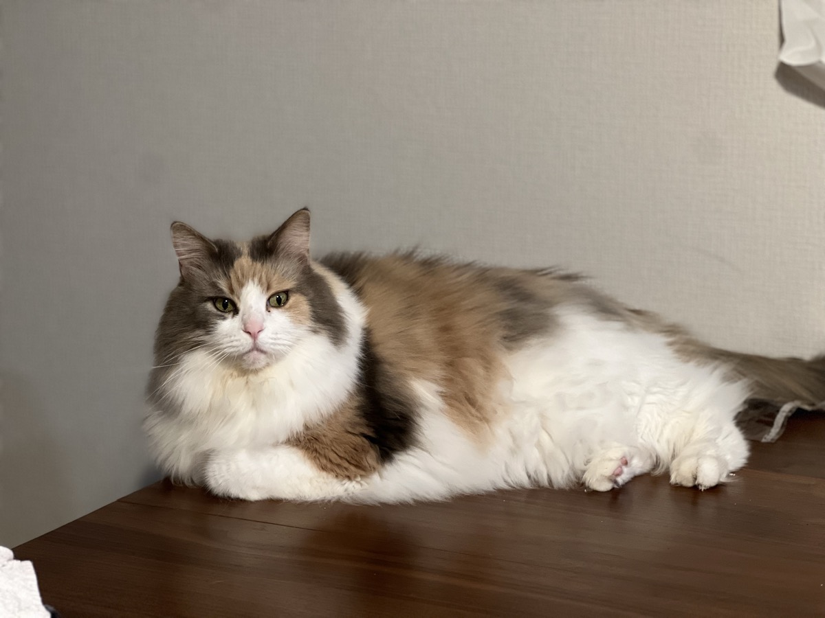 猫が水を飲まない理由｜「脱水気味」と言われて見直した水分補給