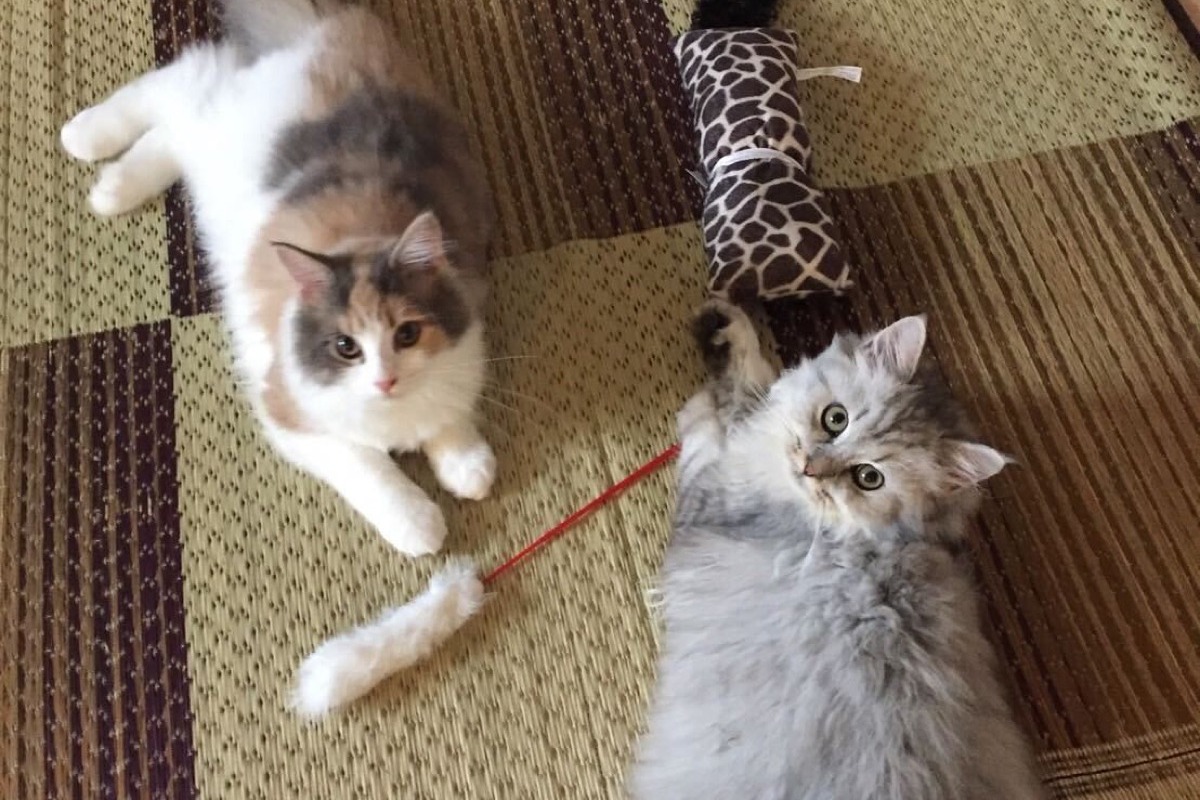 猫同士の相性を、私はずっと誤解していた｜多頭飼いで気づいたこと