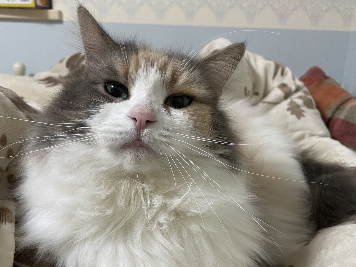猫はなぜこんなに可愛いのか？科学に問い合わせてみた