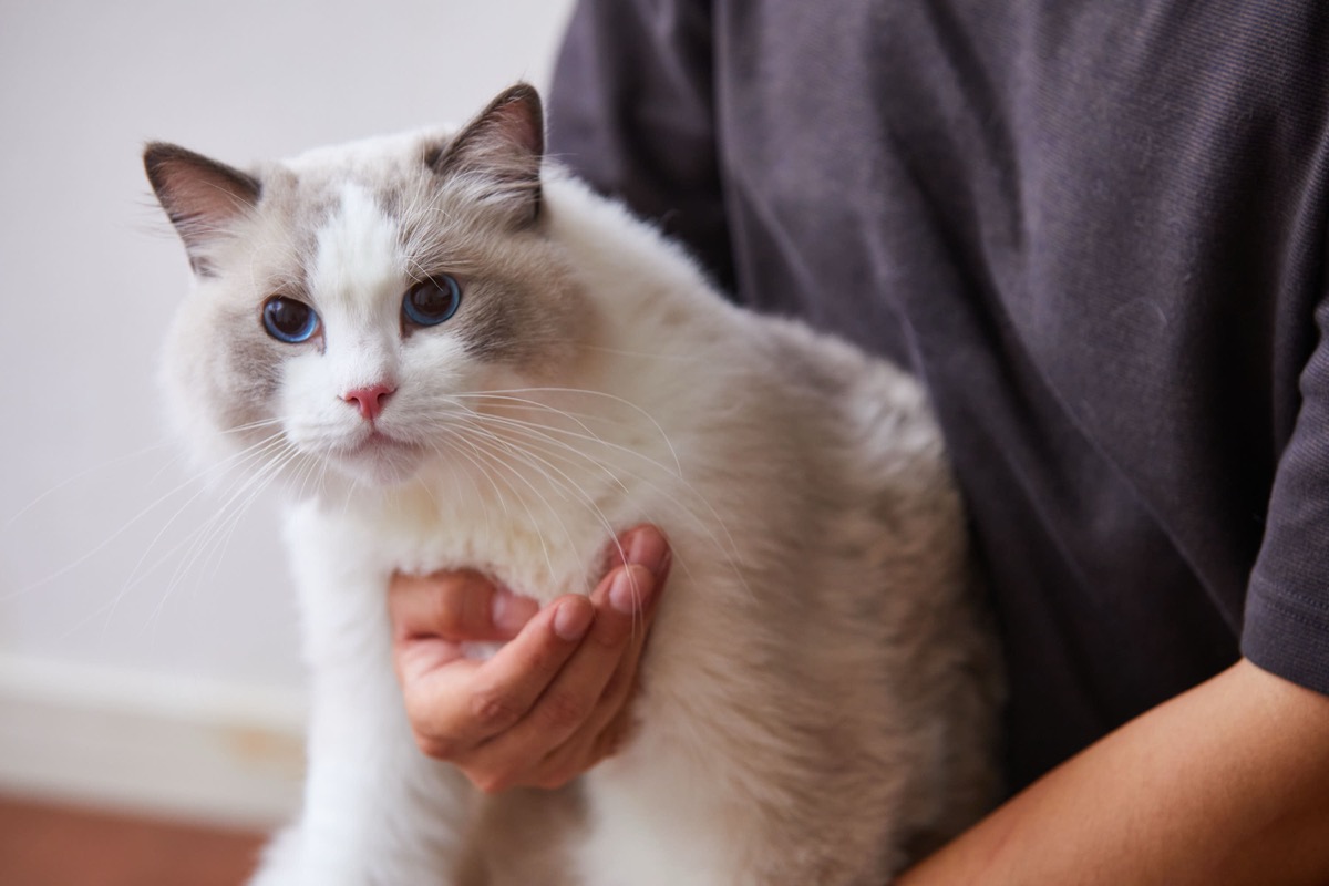 猫がふみふみするのはなぜ？オキシトシンと「お母さんの記憶」で読み解く愛猫の心