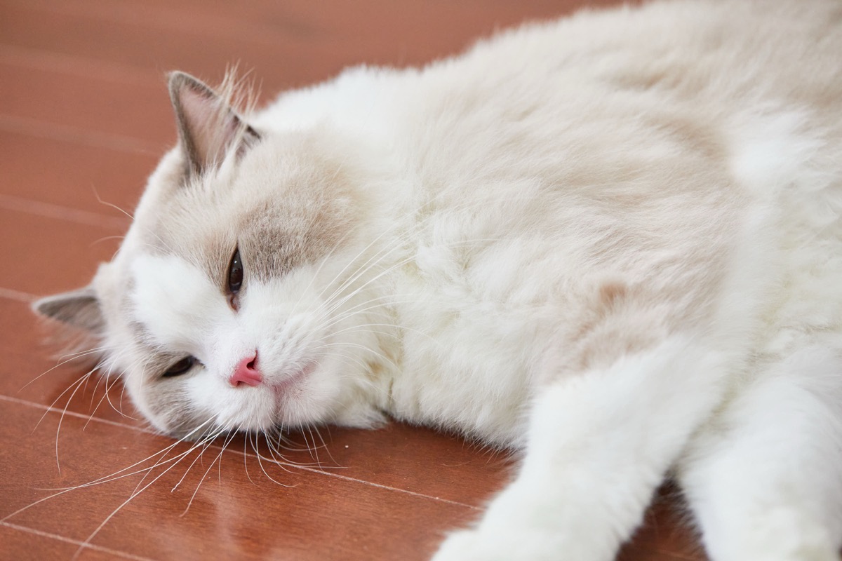 猫のゴロゴロの理由｜喉を鳴らす仕組みと猫の気持ち