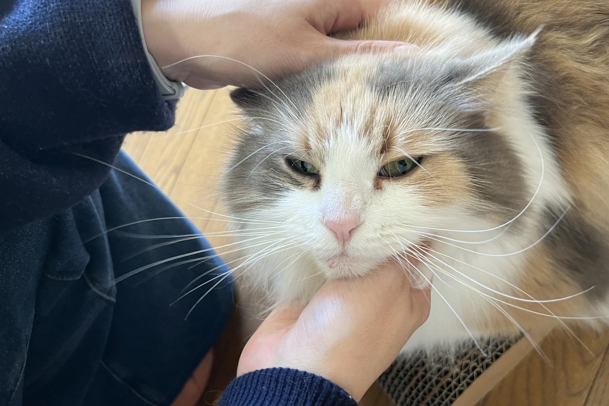 猫の鳴き声の意味｜種類別の気持ちと「ニャー」の本当の理由