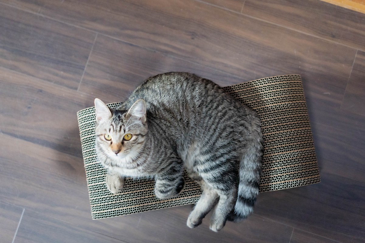 猫のしっぽでわかる気持ち｜形・動き別 感情辞典