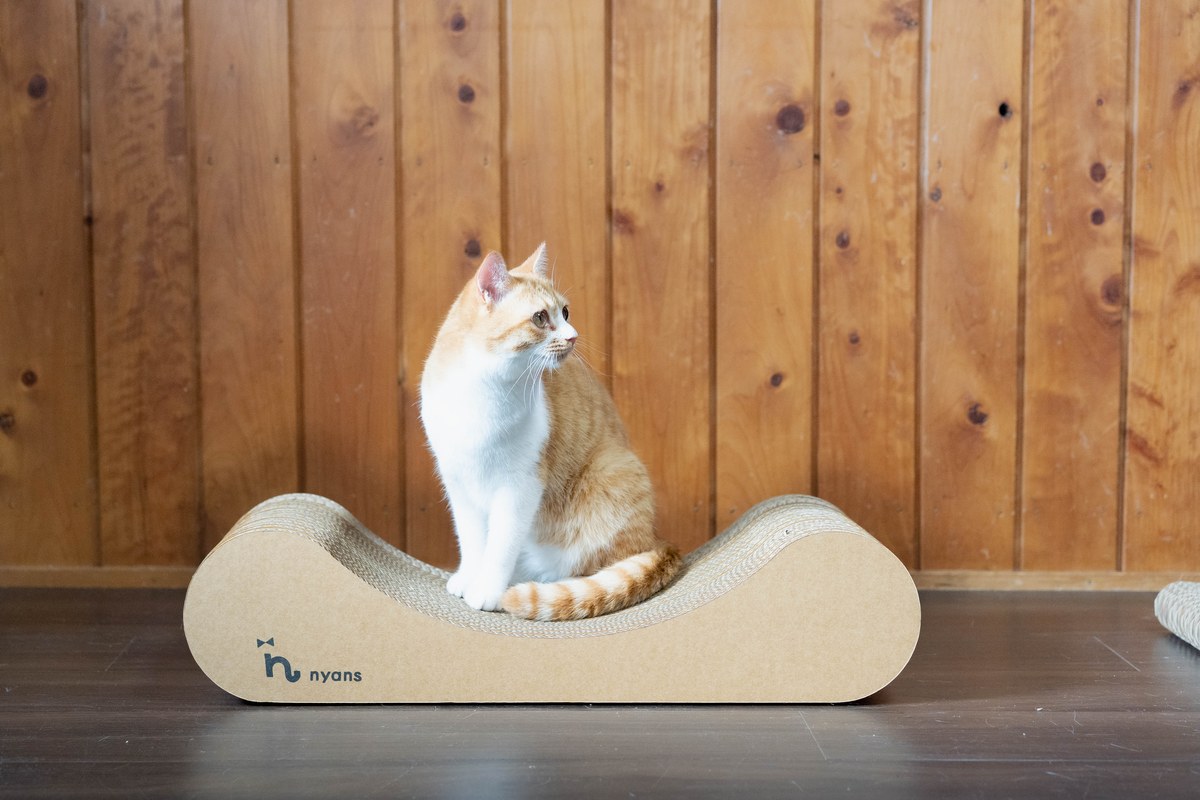 猫の耳でわかる気持ち｜向き・動き別の感情早見表