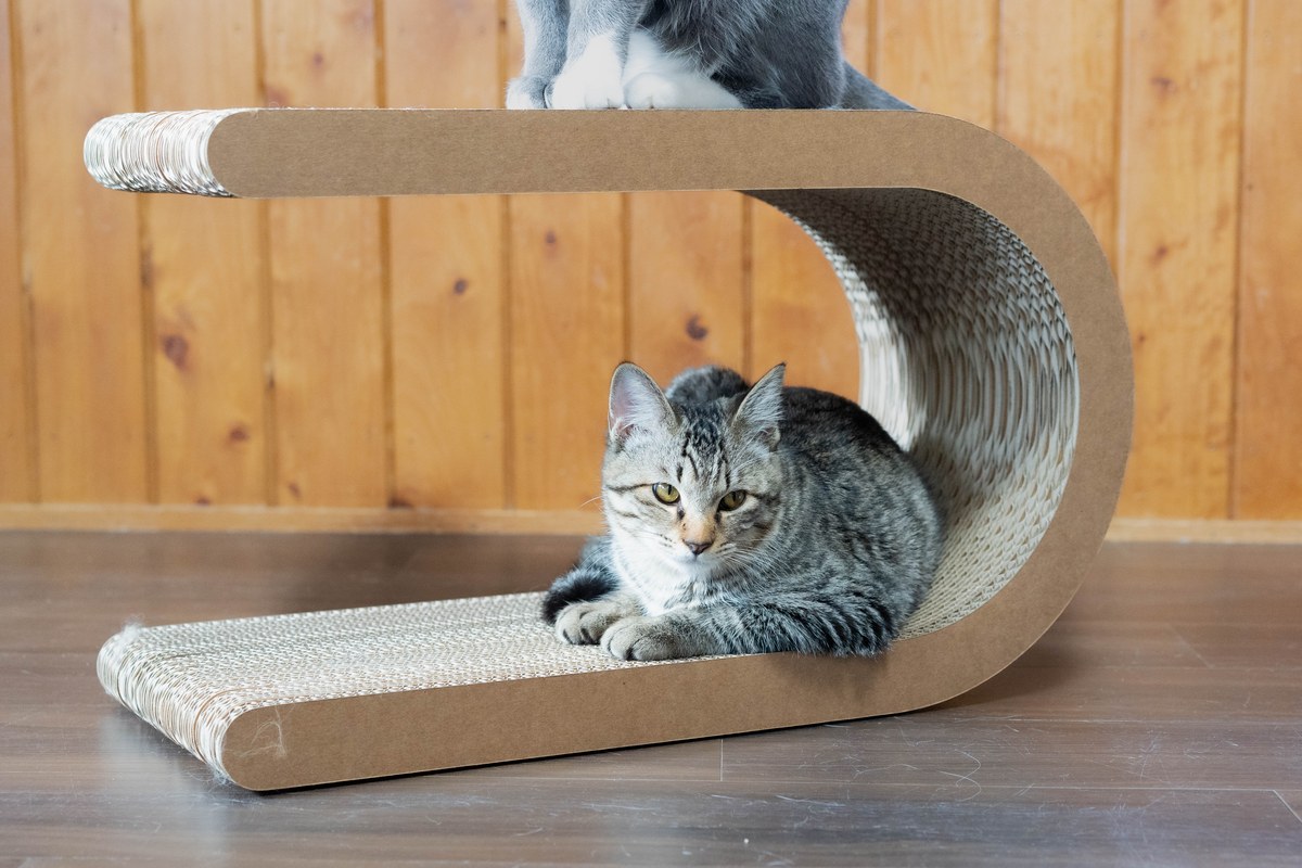 猫はなぜ箱に入る？狭いところが好きな理由