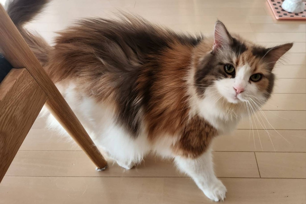 猫の夜の運動会はなぜ？原因と今夜からできる対策