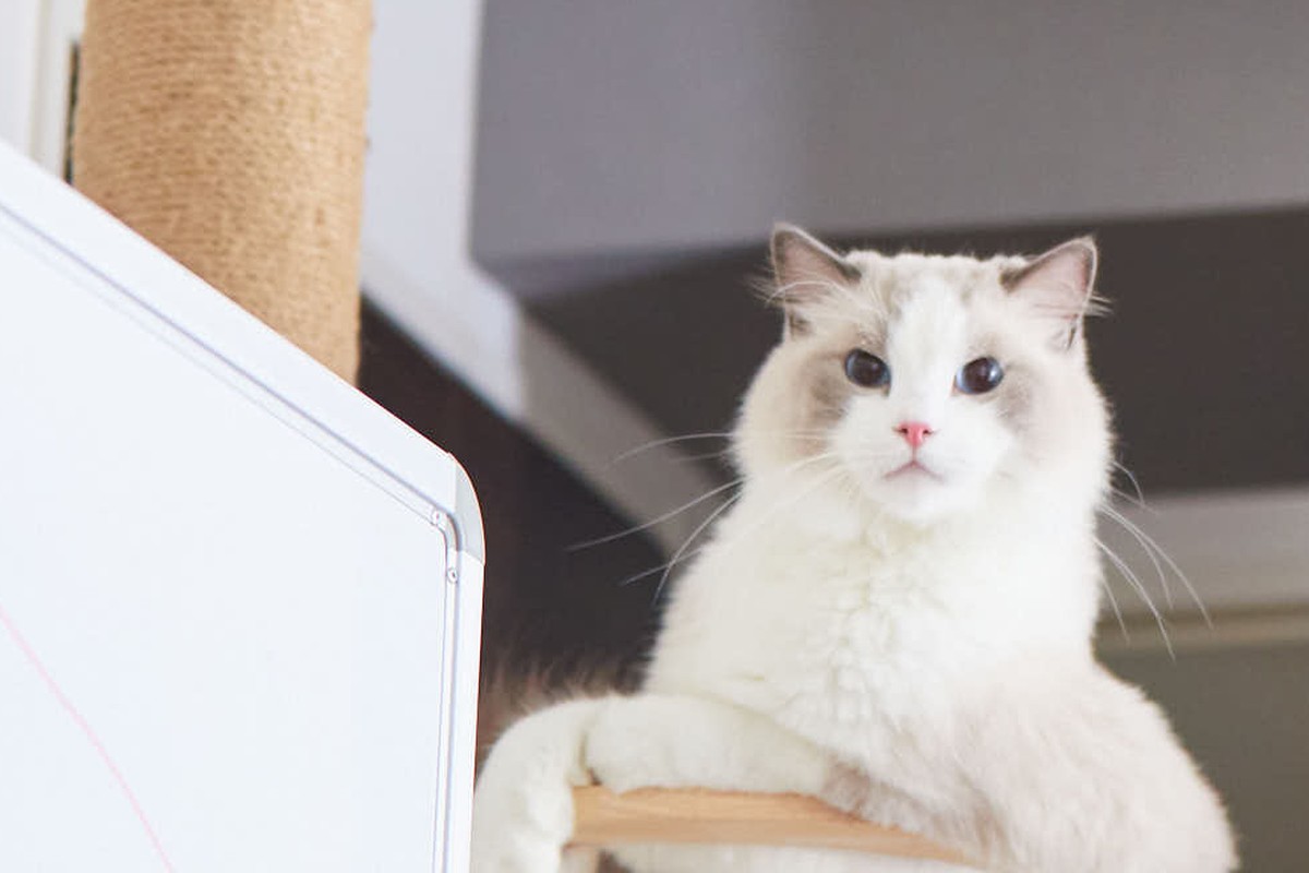 猫が高い所を好きな理由｜習性と安全な環境づくり・落下対策まで