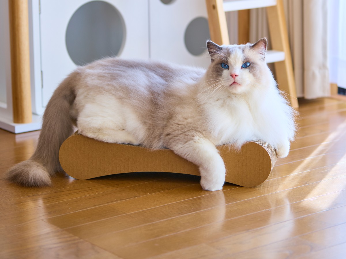 猫が新しい爪とぎを使ってくれない…飼い主52人に聞いた効いた工夫