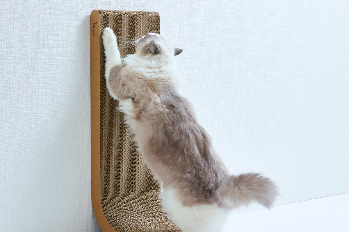 猫の爪とぎ 縦型の選び方｜高さは「何cm」ではなくうちの子の伸びで決める