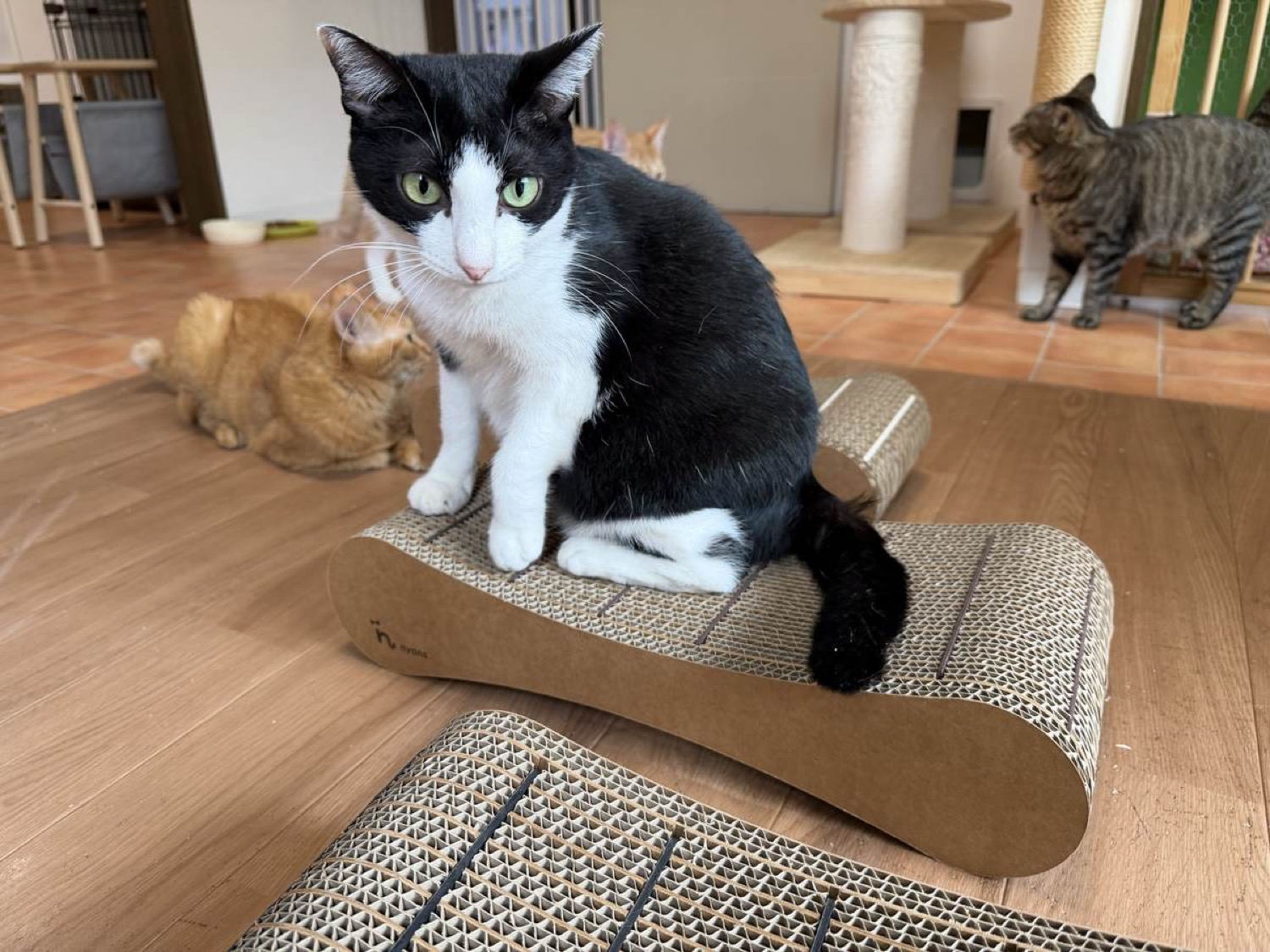 保護猫カフェでの検証の様子