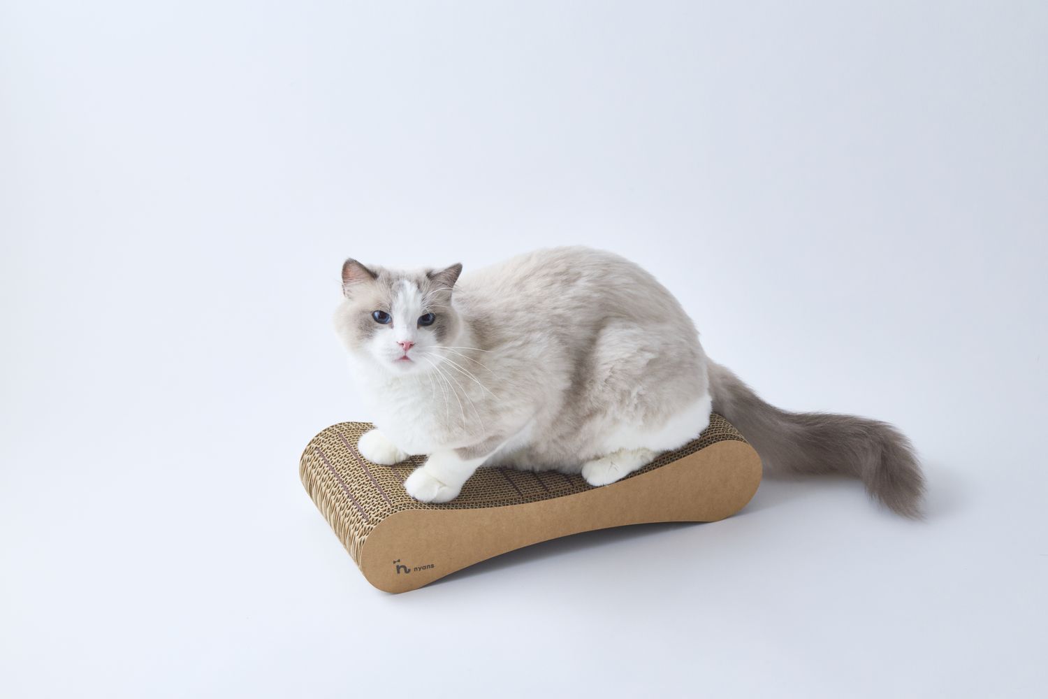 つめまるの上でくつろぐ猫