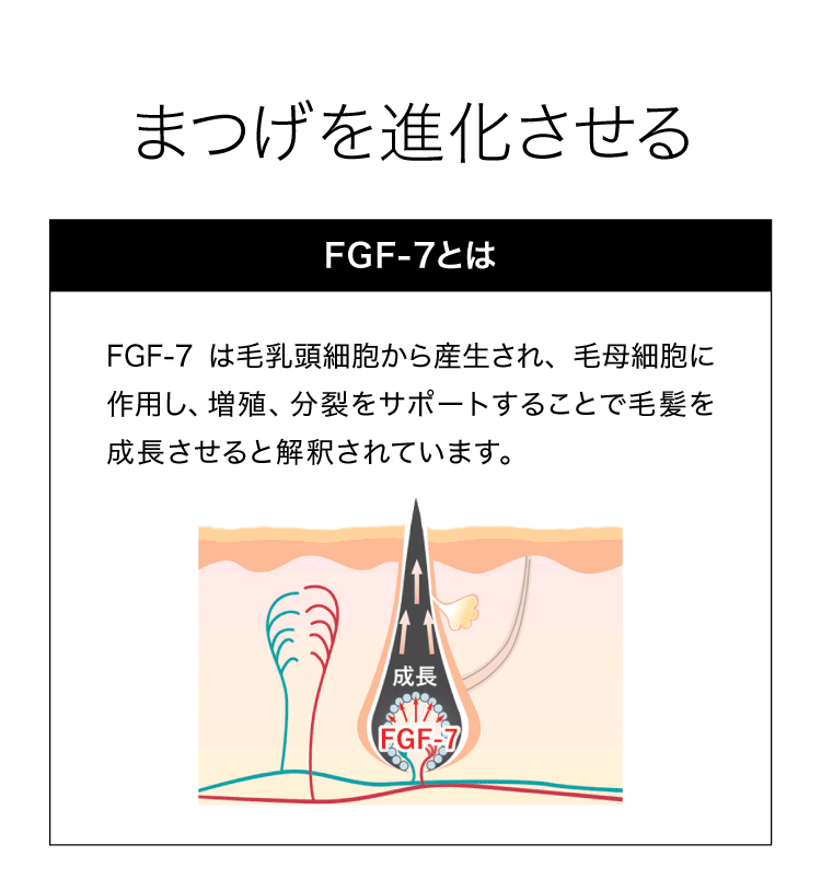 FGF7について