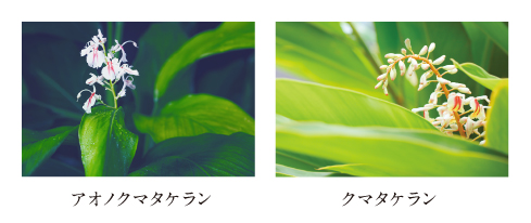 アオノクマタケラン・クマタケラン