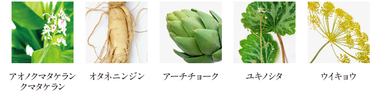 主要成分　アオノクマタケラン　クマタケラン　高麗人参（オタネニンジン）　アーチチョーク　ユキノシタ　ウイキョウ