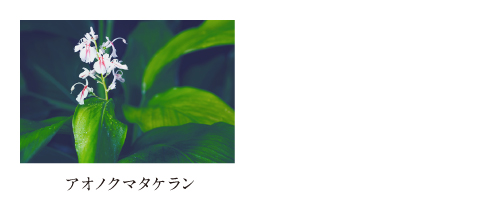 アオノクマタケラン