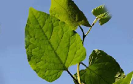 北海道産オオイタドリ