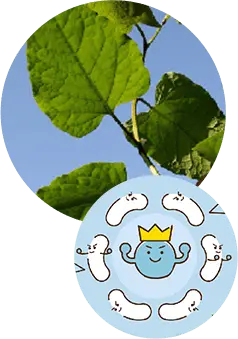 こだわりのサポート成分