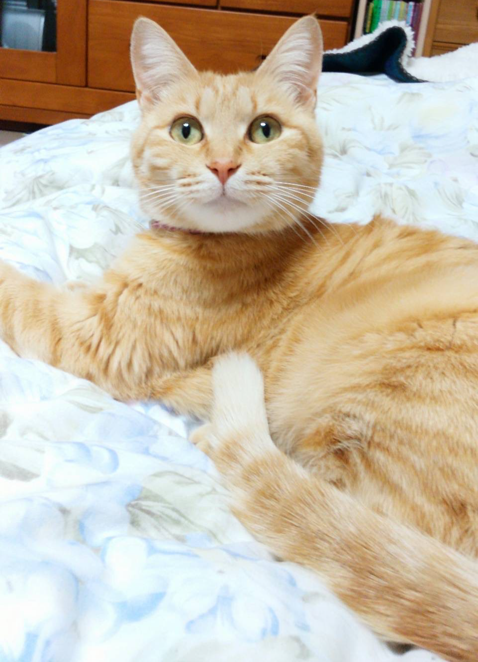 蔵で過ごした生前のたてにゃん