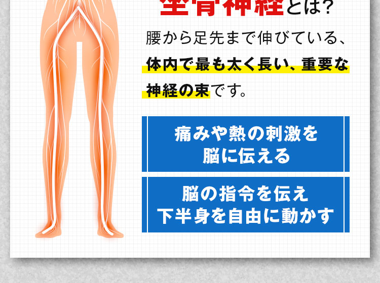 痛みや熱の刺激を脳に伝える