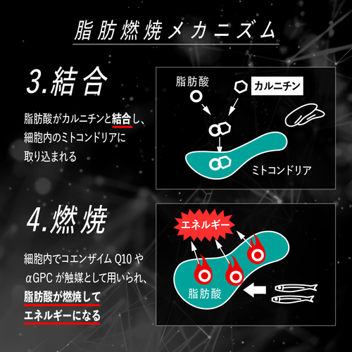 レッドギア+ナクセルセット | VALXメンバーズストア