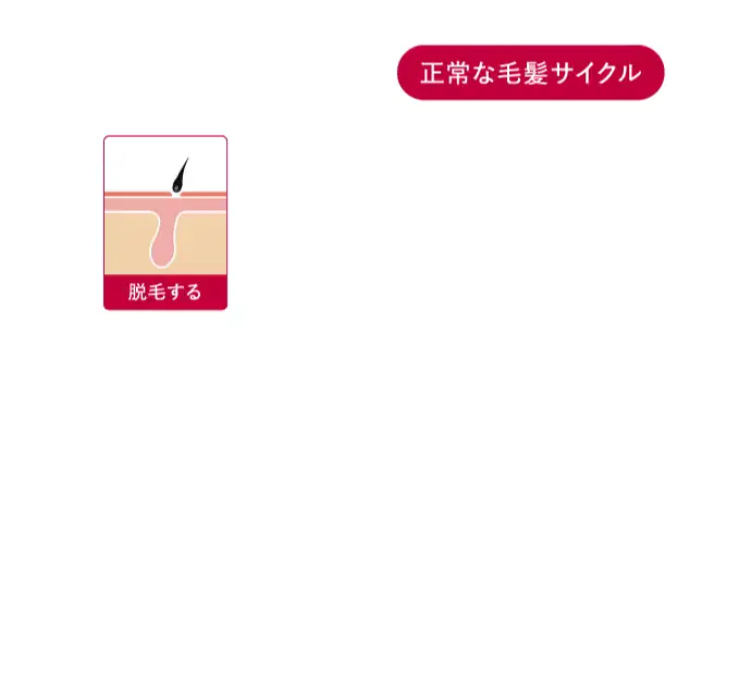 ハリコシのある美しい髪へ