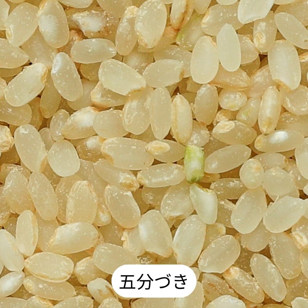 【五分づき】北海道産・北斗米ななつぼし 5kg【令和8年産】