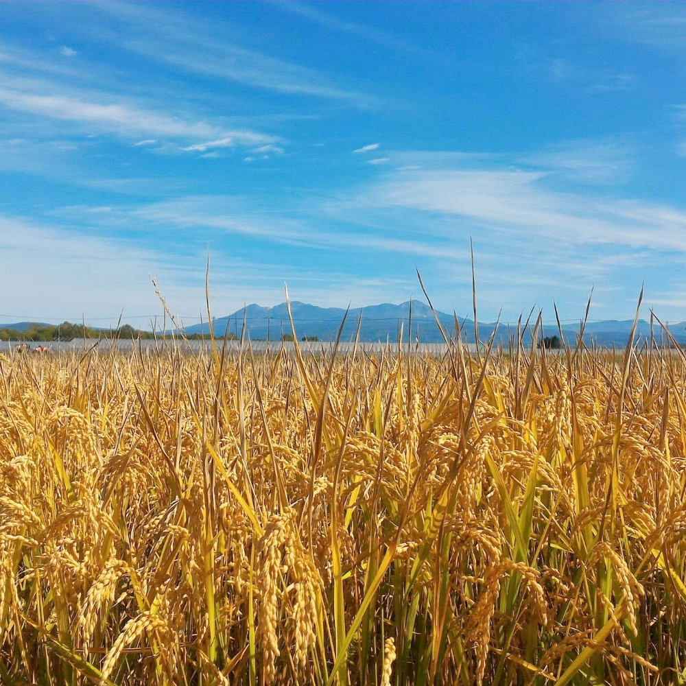 【玄米】北海道産・有機JAS認証米ゆめぴりか（転換期間中） 5kg【令和7年産】
