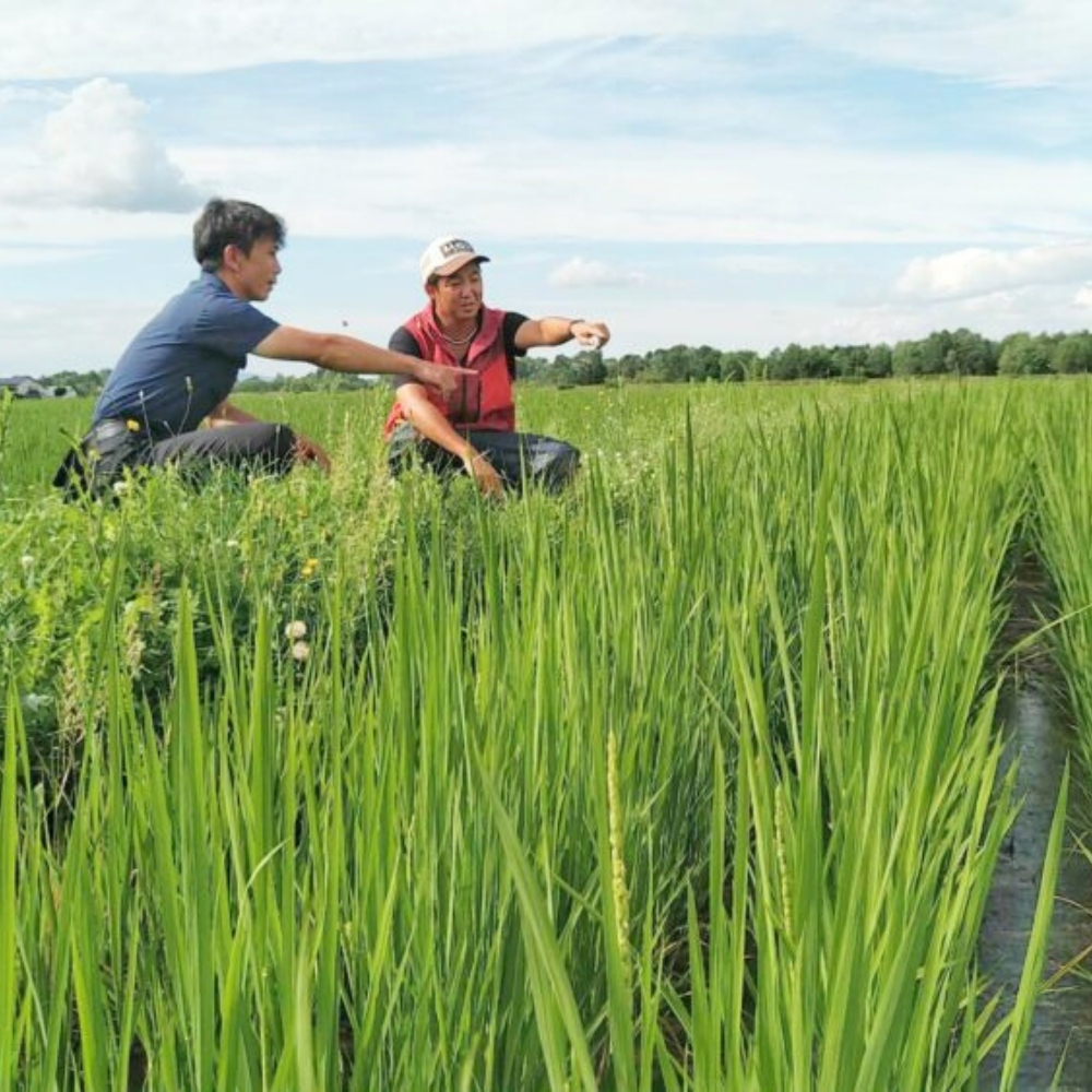 【玄米】北海道産・有機JAS認証米ゆめぴりか（転換期間中） 5kg【令和7年産】