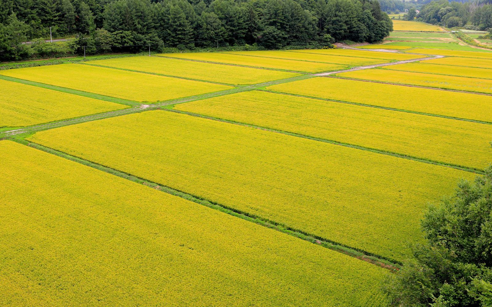 北斗米を育む北海道の田園風景