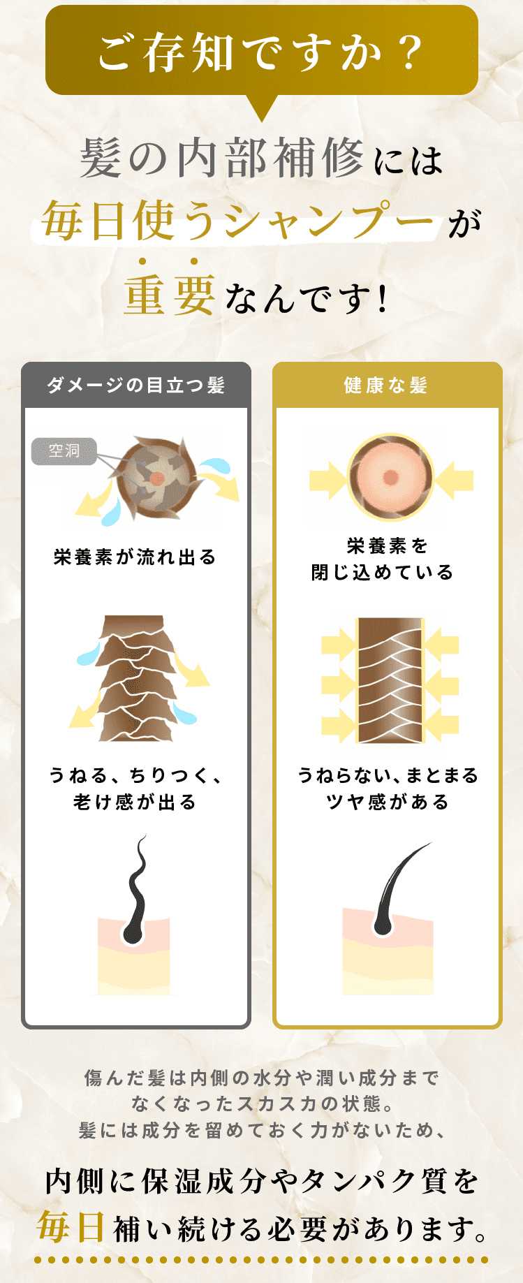 ご存知ですか？髪の内部補修には毎日使うシャンプーが重要なんです！内側に保湿成分やタンパク質を毎日補い続ける必要があります。