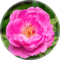 ダマスクローズ