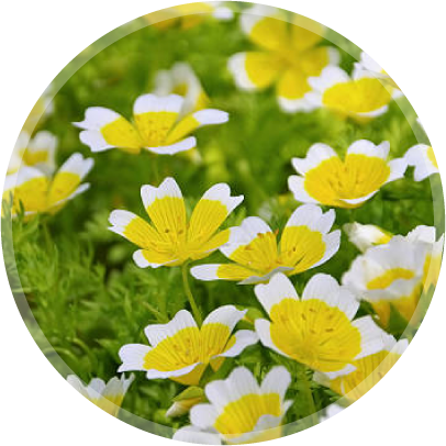 メドウフォームオイル