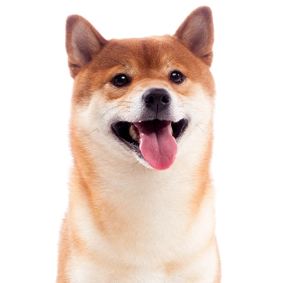 腸内ケアのイメージ犬｜Smile Bio 乳酸菌4,000億個*配合ドッグフード
