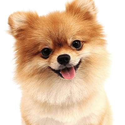 口内ケアのイメージ犬｜Smile Bio 乳酸菌4,000億個*配合ドッグフード