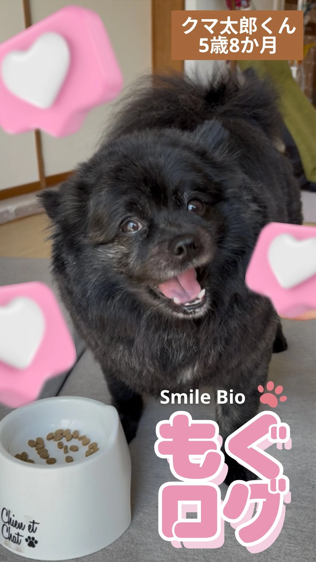 もぐログ - Smile Bioを美味しく食べるユーザーの愛犬の動画サムネイル