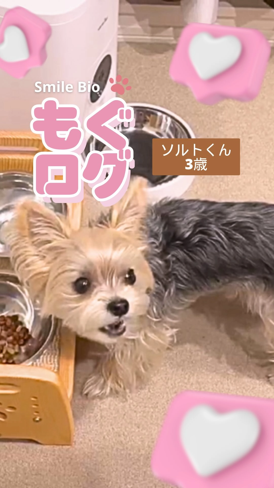 もぐログ - Smile Bioを美味しく食べるユーザーの愛犬の動画サムネイル