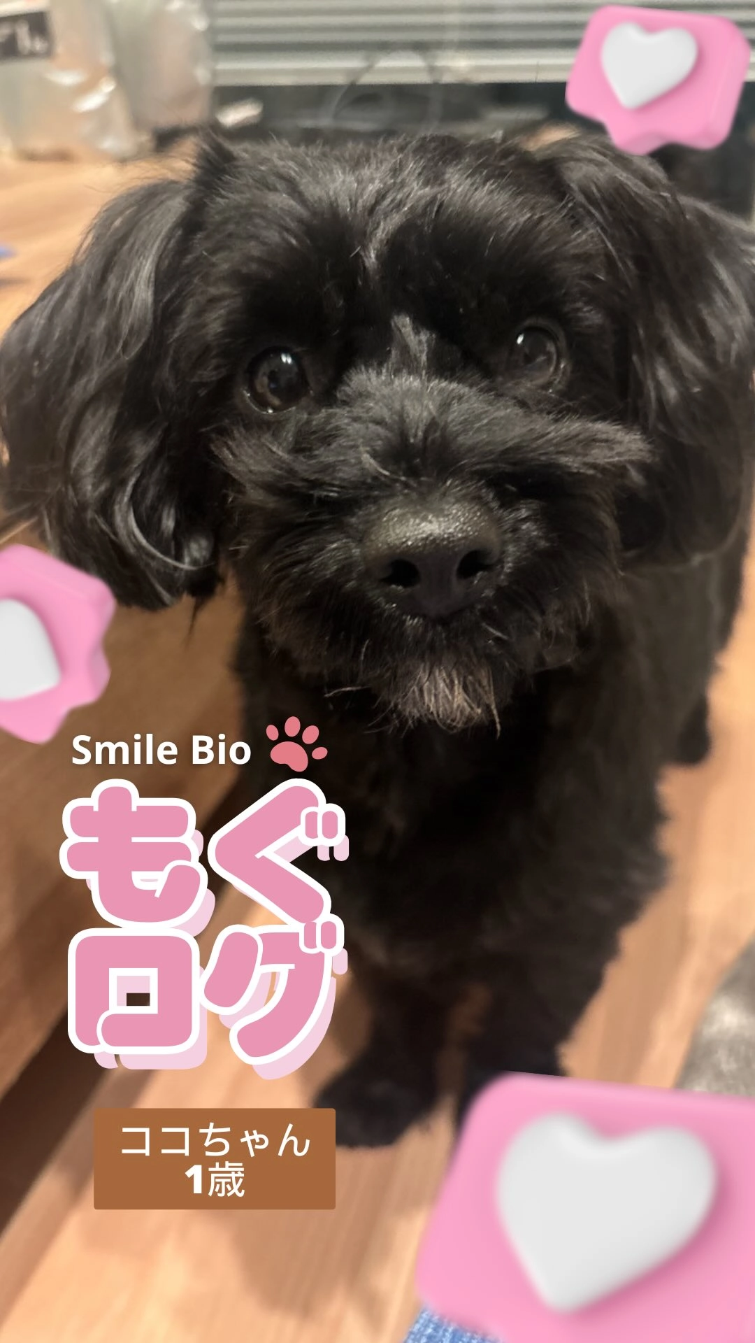 もぐログ - Smile Bioを美味しく食べるユーザーの愛犬の動画サムネイル