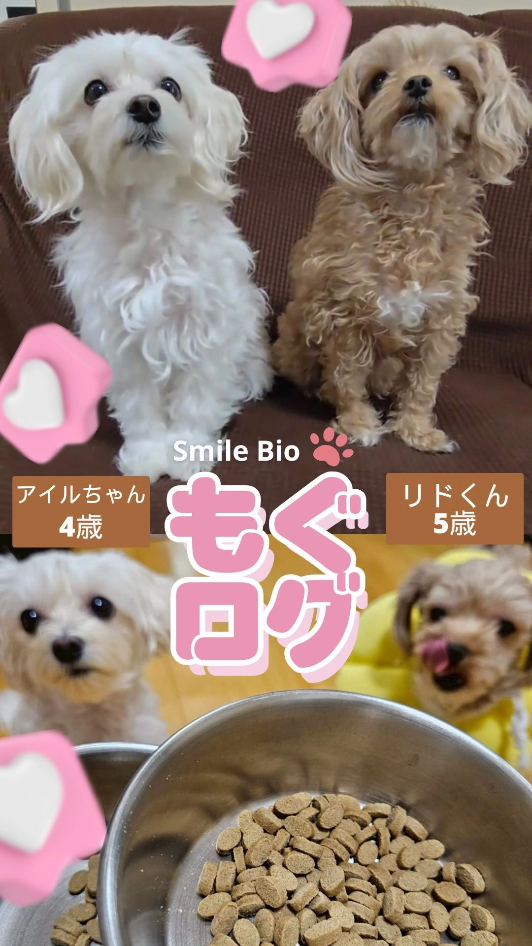 もぐログ - Smile Bioを美味しく食べるユーザーの愛犬の動画サムネイル