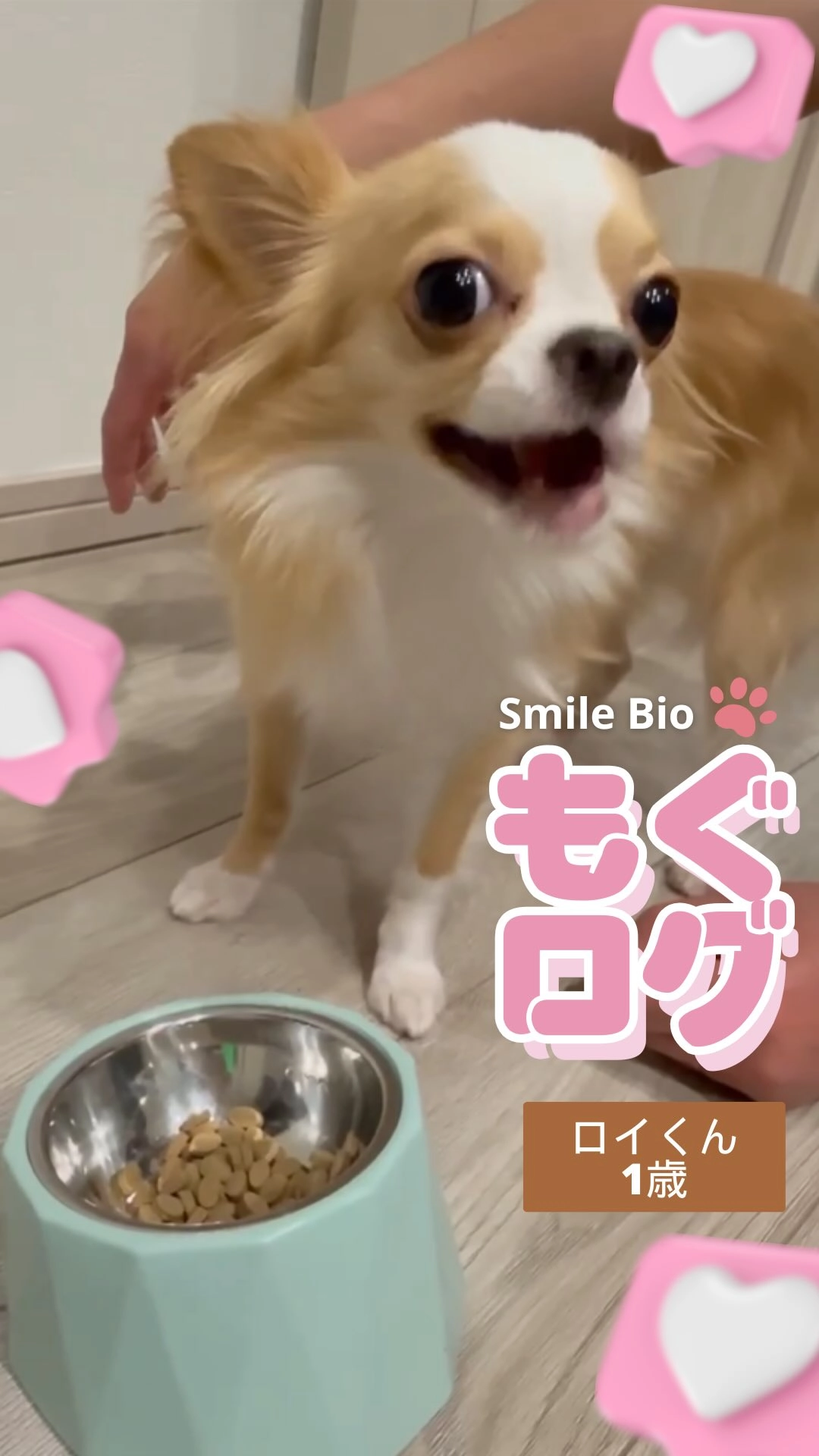 もぐログ - Smile Bioを美味しく食べるユーザーの愛犬の動画サムネイル