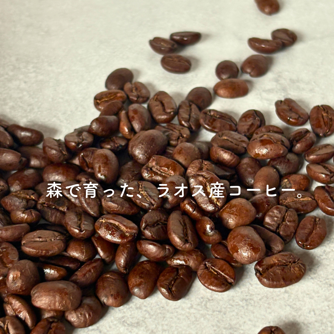 【7/7〜7/12まで限定価格】ラオス産100% 焙煎コーヒー豆 500g Oatyのカフェラテベースに使用しているコーヒー豆
