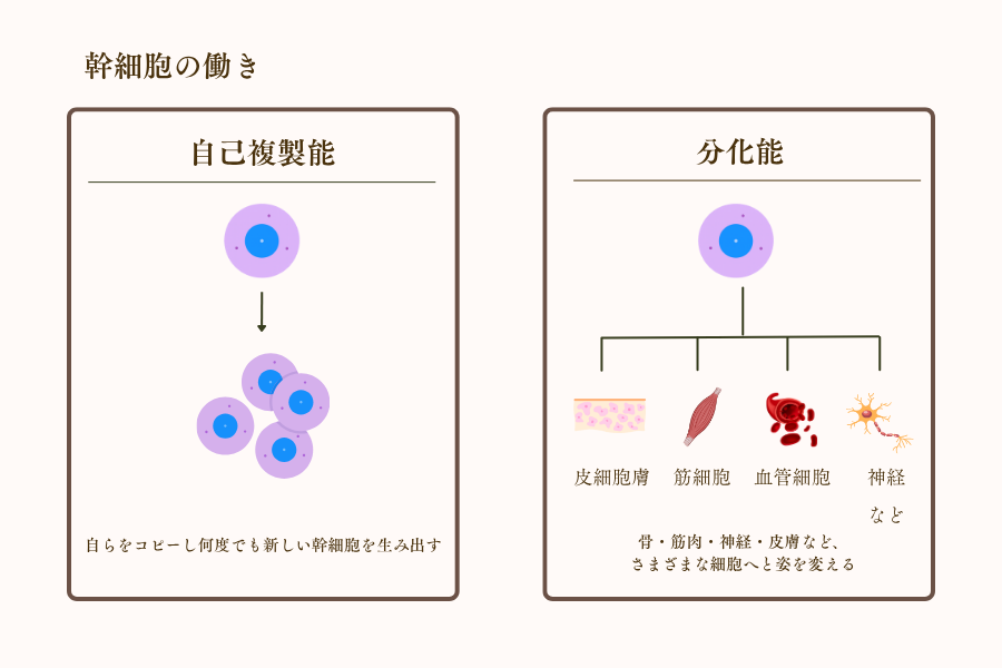 幹細胞の働き