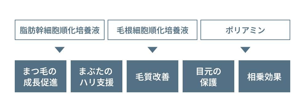 脂肪幹細胞順化培養液・毛根細胞順化培養液・ポリアミン → まつ毛の成長促進、まぶたのハリ支援、毛質改善、目元の保護、相乗効果