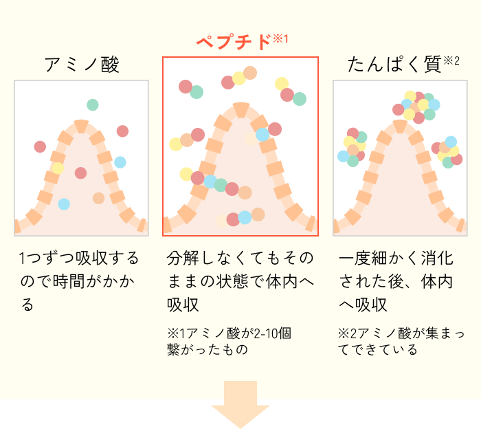 大豆ペプチドとは？