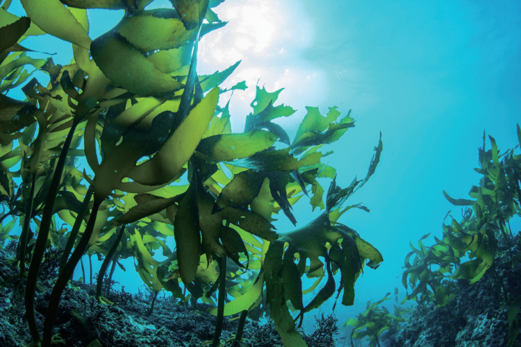 植物由来のDHAで安心して続けられる健康習慣をサポート