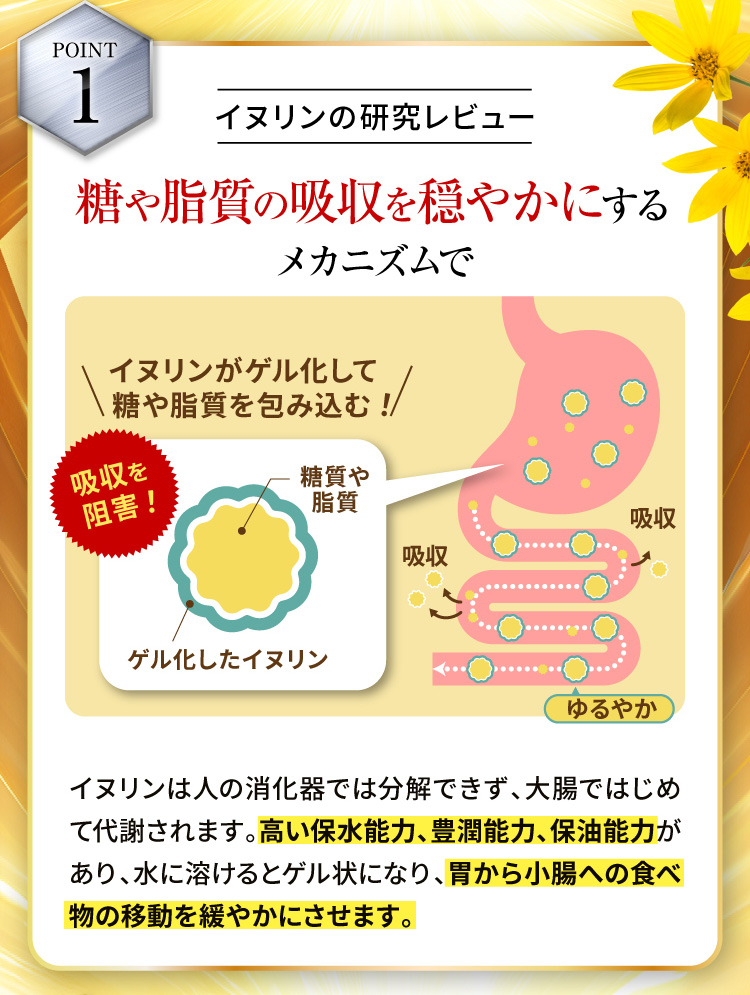 【POINT1】イヌリンの研究レビュー 糖や脂質の吸収を穏やかにするメカニズム
