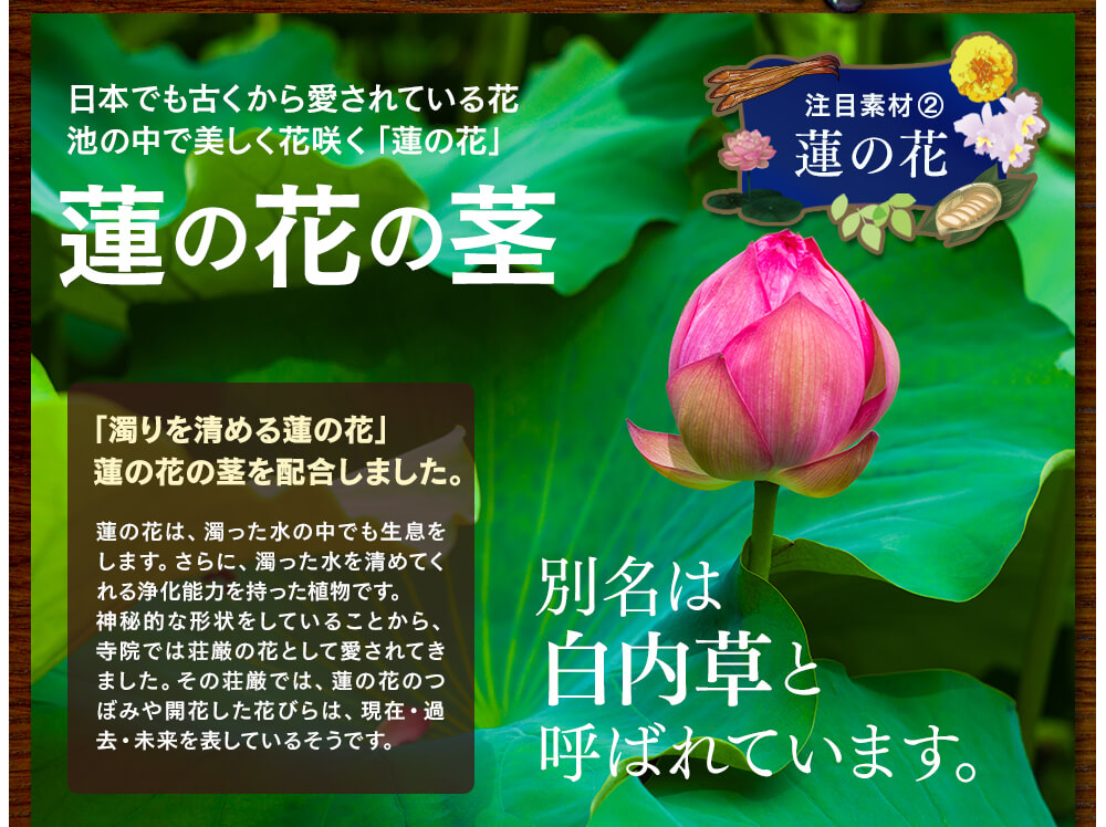 注目素材②、日本でも古くから愛されている花、池の中でも美しく花咲く「蓮の花」。