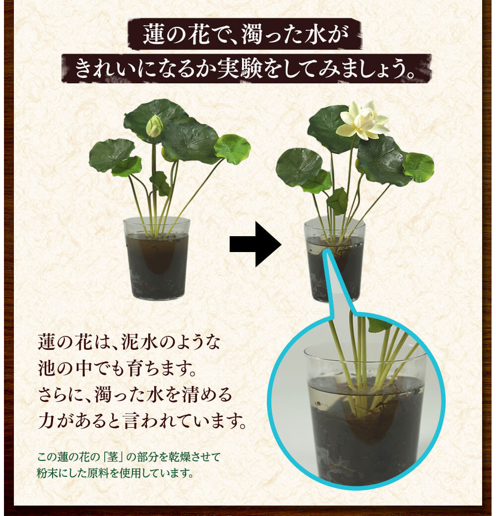 蓮の花は、泥水のような池の中でも育ちます。さらに、濁った水を清める力があると言われています。