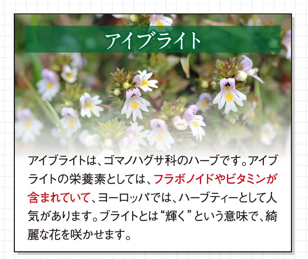 アイブライト：ゴマノハグサ科のハーブです。フラボノイドやビタミンが含まれていて綺麗な花を咲かせます。